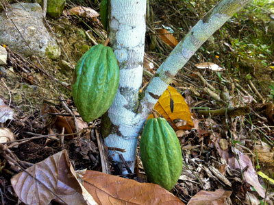 Planting a Cacao tree