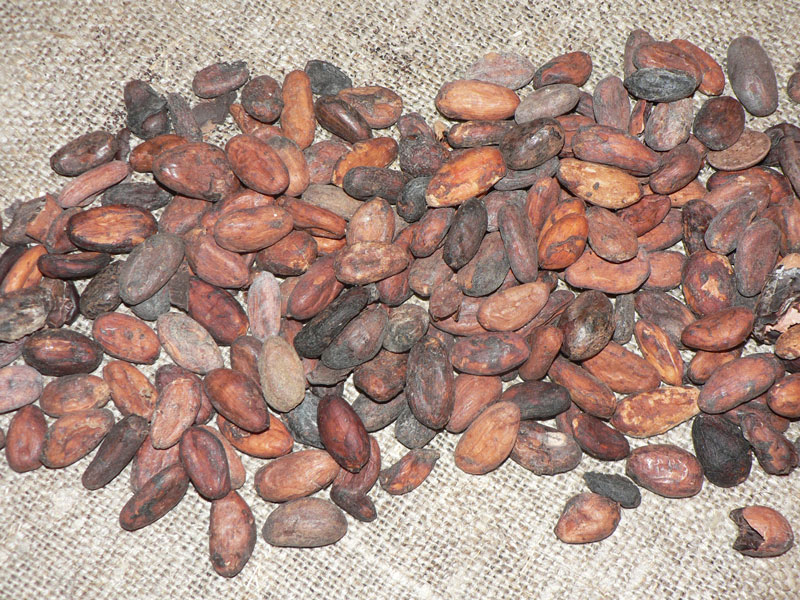Fermented and dried cacao beans