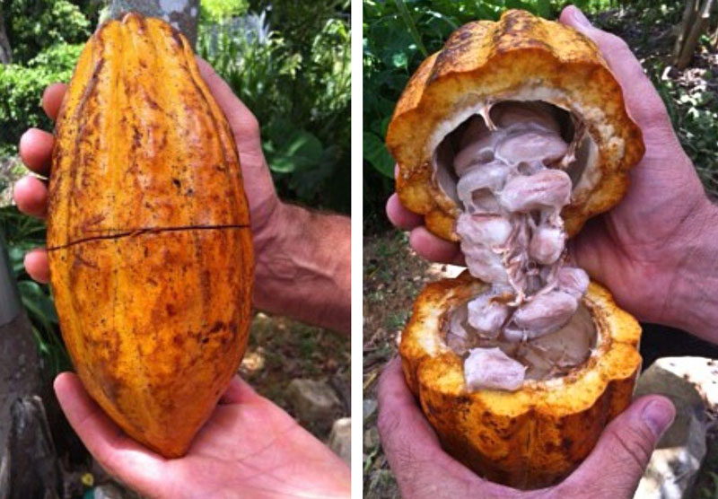 cacao pod with the pod open