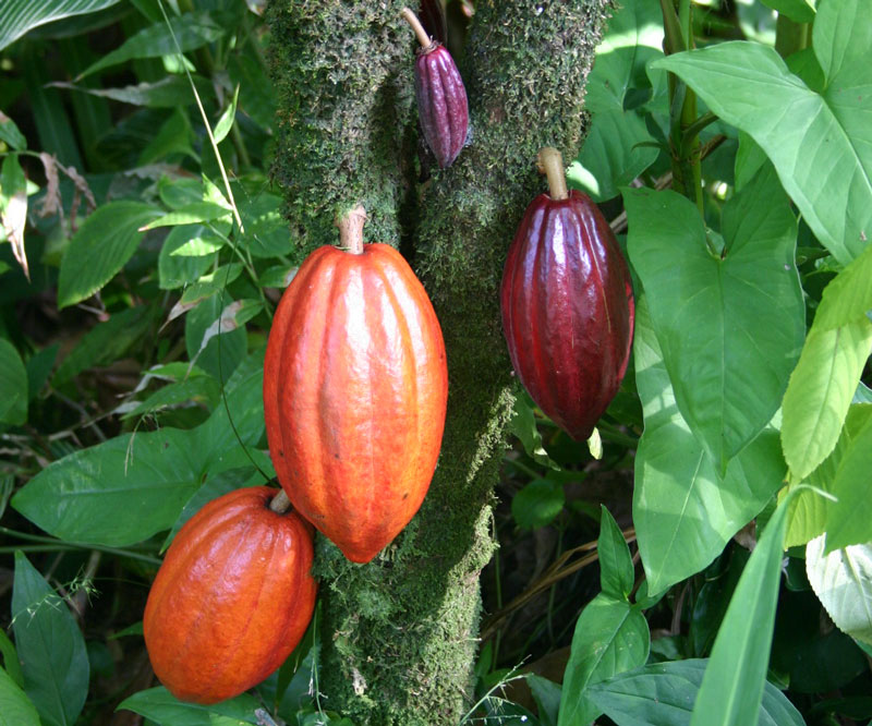 cacao pods